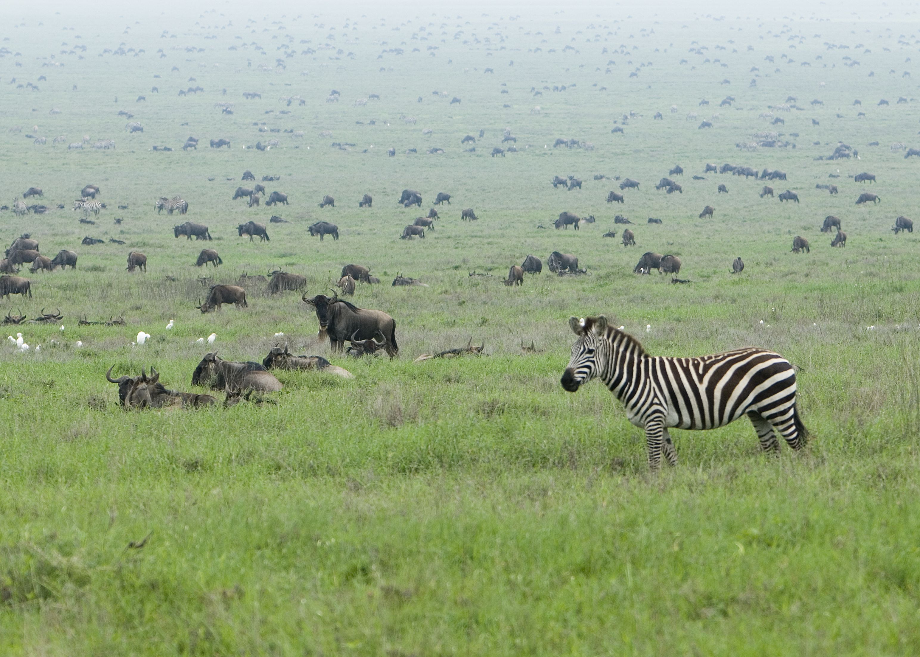 Zebras in Zebra in the Serengeti Wildebeest Migration by David Dennis (CC BY-SA 2.0)